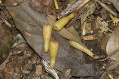 Cullenia exarillata